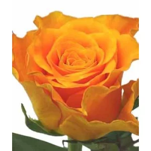 Роза "Marie Claire"