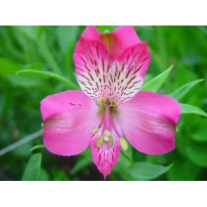 Карусель Карусель